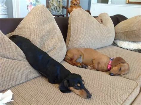 Top 12 Things Dachshunds Dont Like The Paws