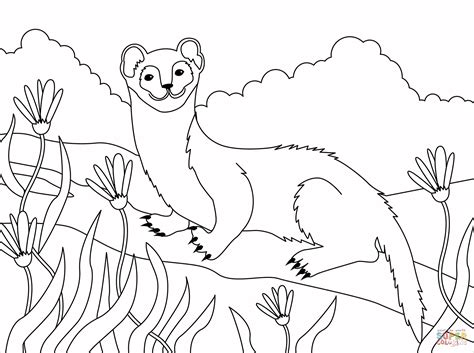 Weasel Coloring Coloring Pages