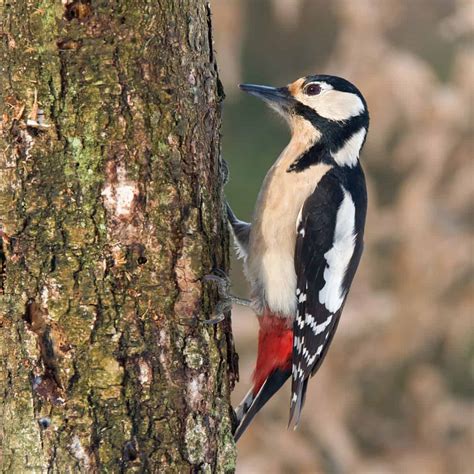 All About The Great Spotted Woodpecker Gardenbird