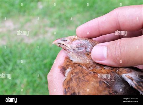 Hand Holding A Sick Blind Chicken Infected With Infectious Coryza