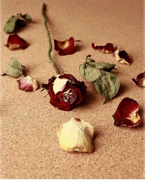 44 Gambar Bunga Mawar Yang Layu Yang Wajib Disimak Informasi