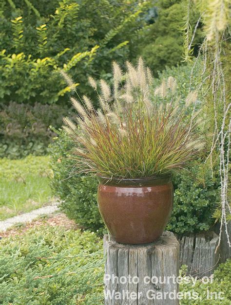 Pennisetum Alopecuroides ‘burgundy Bunny Norview Gardens Ltd