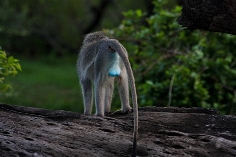 Kruger National Park Vervet Monkey With Blue Balls Flickr