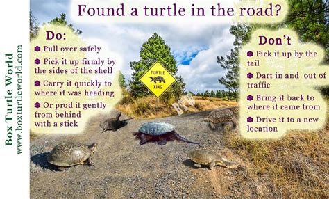 How To Help A Turtle Across The Road Box Turtle World