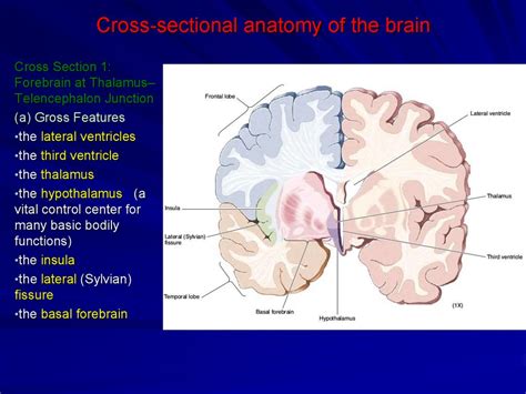 Drugs used to treat parkinson disease. Anatomy of the human brain - презентация онлайн