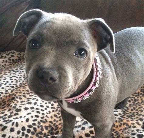 People love how cute the pitbull puppy and dog is. pitbull puppy (With images) | Cute animals, Cute animal ...