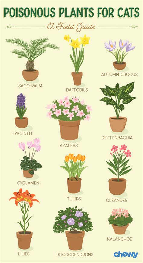 The most common poisonous plants to cats. Which Plants Are Poisonous to Cats? A Complete Guide in ...