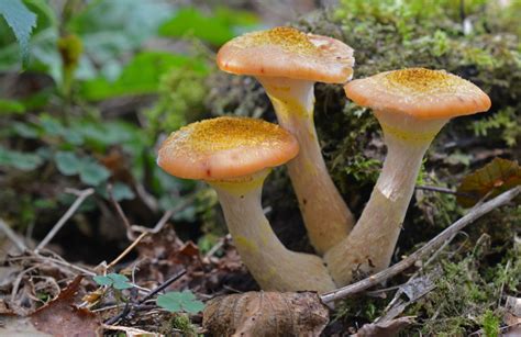 Honey Fungus Armillaria Mellea The Mushroom Diary Uk Wild