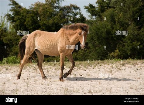 Wild Horses Close Up North Carolina Stock Photo Alamy