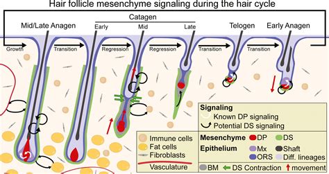 The Dermal Sheath An Emerging Component Of The Hair Follicle Stem Cell