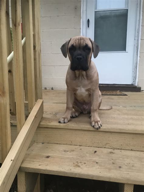 Pups are akc registered and from the finest imported bloodlines in. Cane Corso Puppies For Sale | Warrenton, VA #311230