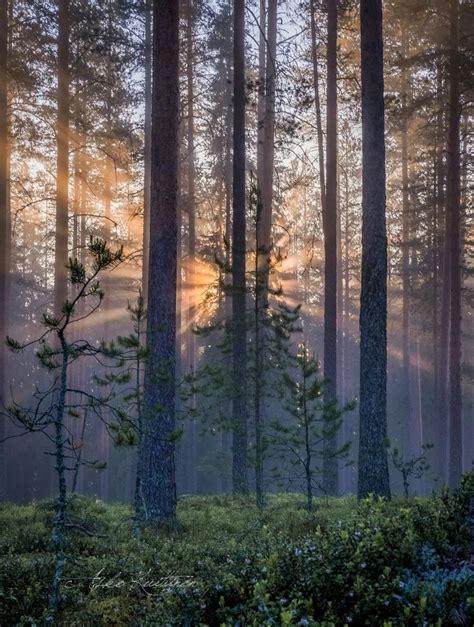 Kesä Suomi Summer Finland By Asko Kuittinen 🇫🇮 Tree Forest