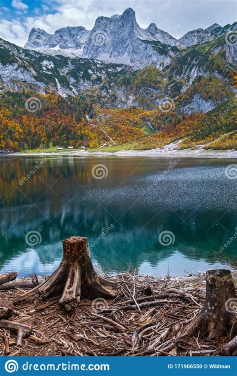 Tree Stumps Near Hinterer Gosausee Lake Upper Austria Autumn Alps