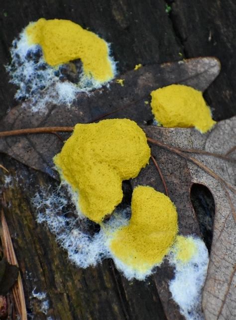 Dog Vomit Slime Mold Ewa Guide To The Fungi Lichens And Slime Molds