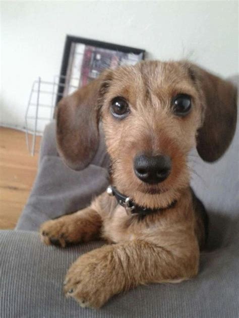 Available in a variety of colors & patterns. Pin by laney on charming | Wire haired dachshund ...