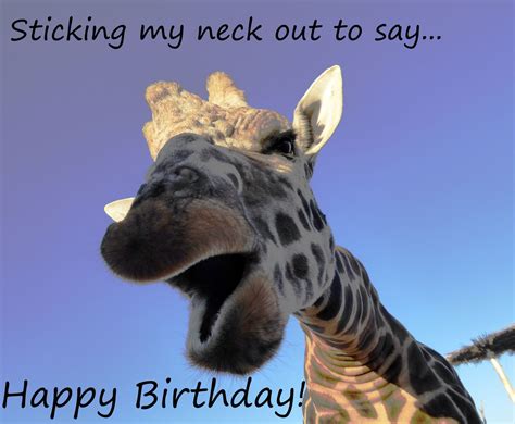 Giraffe Happy Birthday Greeting Free Stock Photo With Images Happy