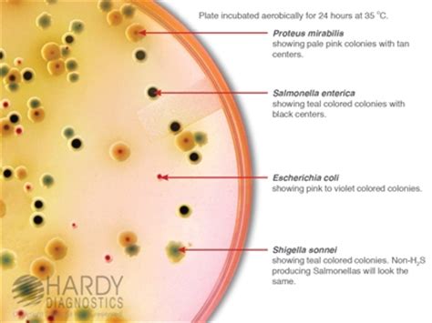 Colorex™ salmonella allows for simultaneous growth, detection and chromogenic differentiation of. Product Catalog