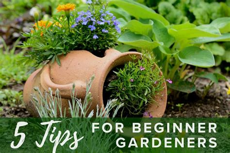 5 Tips For Beginner Gardeners