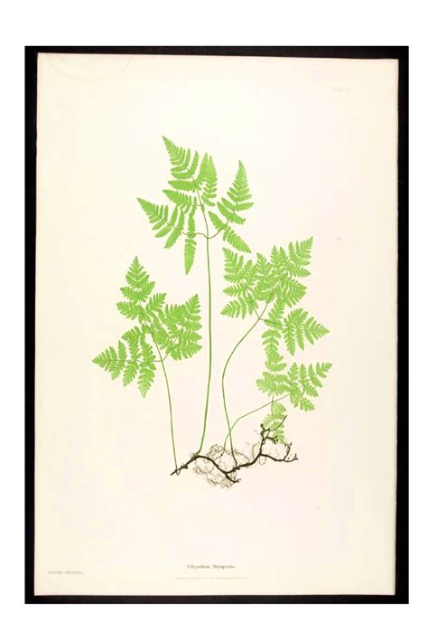 Tropical leaf print, set of 3 wall art, monstera leaf print, banana leaf print, palm leaf wall art, leaves prints, leaf print wall art decor artvueprints 5 out of 5 stars (775) sale price $9.45 $ 9.45 $ 18.90 original price $18.90 (50% off. Palm Tree Leaf Template Printable - ClipArt Best
