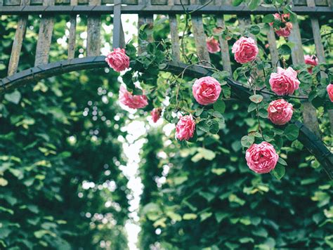 Maybe you would like to learn more about one of these? Pacific Northwest Spring Gardening Tips - American ...