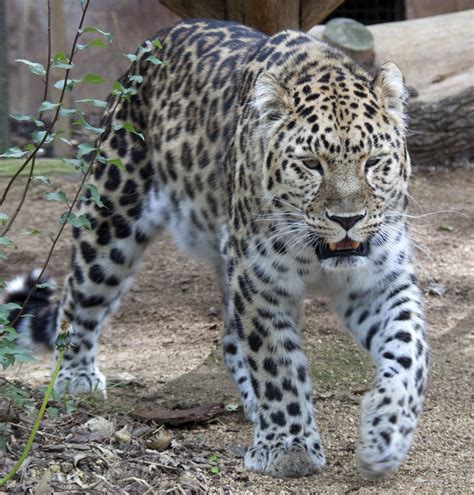 Amur Leopard 4 The Amur Leopard Panthera Pardus Orientali Flickr