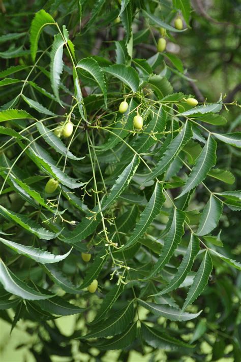 Azadirachta indica ist auf tropisches und subtropisches klima angewiesen. Azadirachta indica A. Juss. Meliaceae: Neem, สะเดาอินเดีย ...