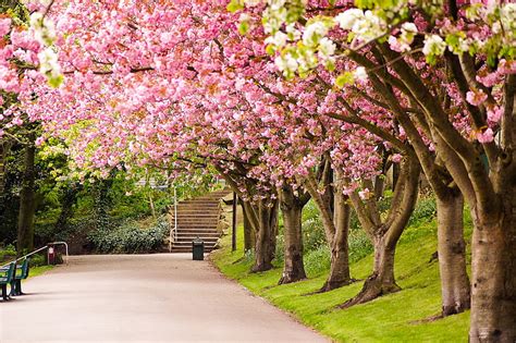 Hd Wallpaper Pink Cherry Blossom Trees Road Nature Park England