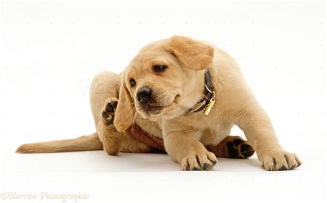 Dog Labrador Retriever Puppy Scratching Photo Wp24156