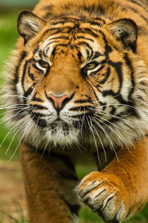 Sumatran Tiger By Patrick Walker On 500px Animals Beautiful Animals