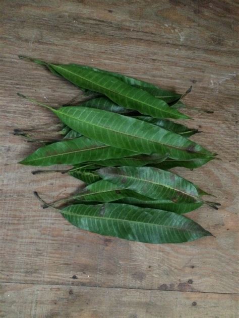 Mango Leaves Mangifera Indica Wildcrafted A Gram