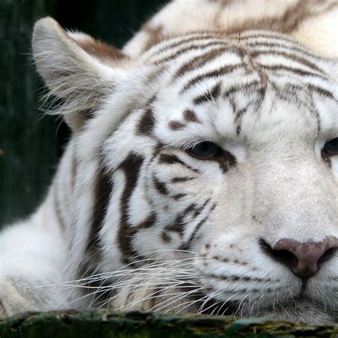 White Tiger Animal Images White Tigers The Not So Colourful Truth