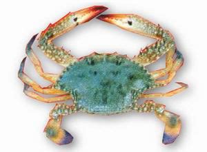 On distingue deux grands groupes de crabes, en fonction des caractéristiques de leur abdomen : FAO Fisheries & Aquaculture - Aquatic species