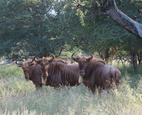 Goue Wildebees Familie Groepe Te Koop Wildlife South Africa Classifieds