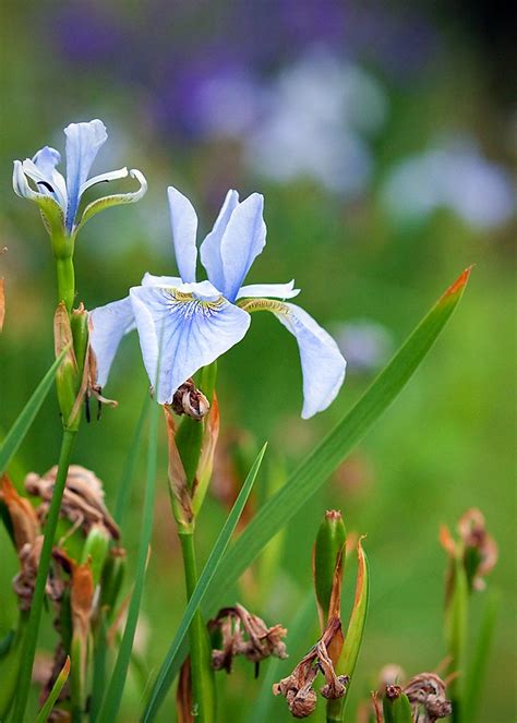 The Most Beautiful Flowers On Earth The Most Beautiful Flowers On Earth