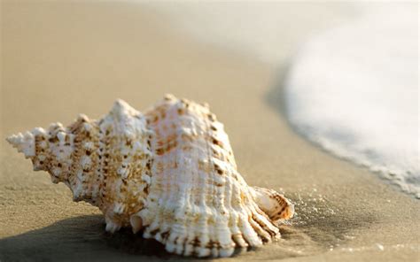 Whelk Shell Beach Wave Ipad Air Wallpapers Free Download