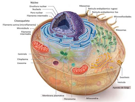 Celula Eucariota Y Sus Partes