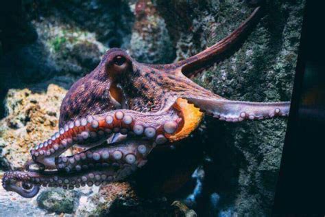 What Do Octopuses Eat Dietary Facts And Needs Misfit Animals