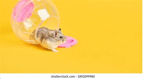 1820 Hamster Ball Images Stock Photos And Vectors Shutterstock