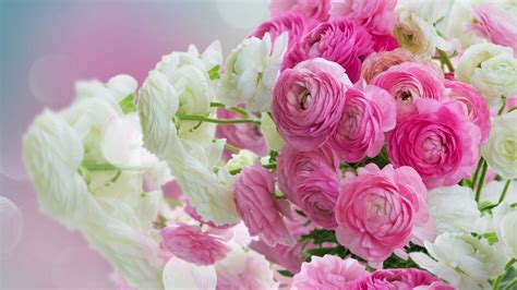 Pink White And Pink Roses 4k Hd Pink Wallpapers Hd Wallpapers Id 37260