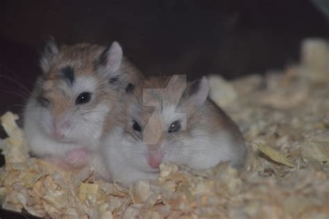 Mf Pair Of Roborovski Hamsters By Spiremagus Esquire On Deviantart