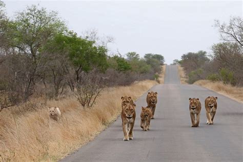 Rare White Lions Spotted In Kruger National Park