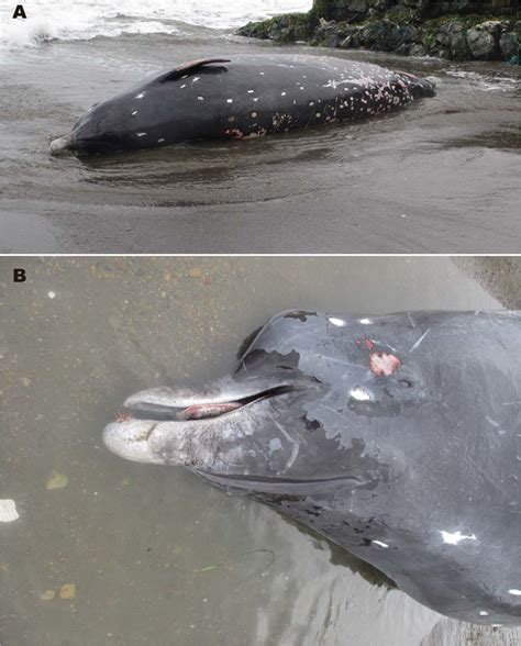 The whales shared characteristics of b. Fresh carcass of Berardius minimus (male, 662 cm) found ...