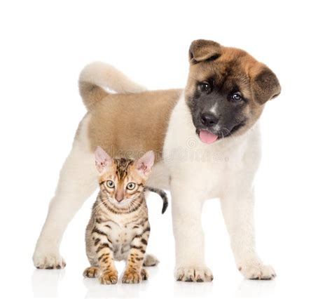 Japanese Akita Inu Puppy Dog Standing With Bengal Kitten Together