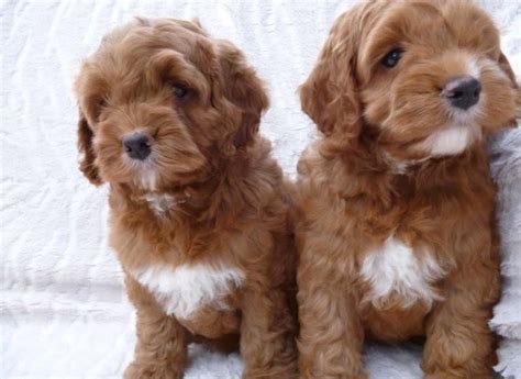 The last thing the shelter wants is for the dog to come back to them so they make every effort to find a permanent loving home. Cockapoo Puppies for Sale UK - Find a Breeder Near You