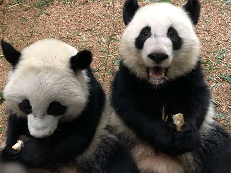 Panda Updates Wednesday January 23 Zoo Atlanta