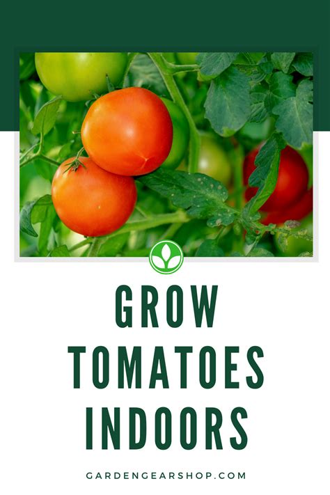 Maybe you would like to learn more about one of these? Grow Tomatoes Indoors in 2020 | Hydroponics system ...