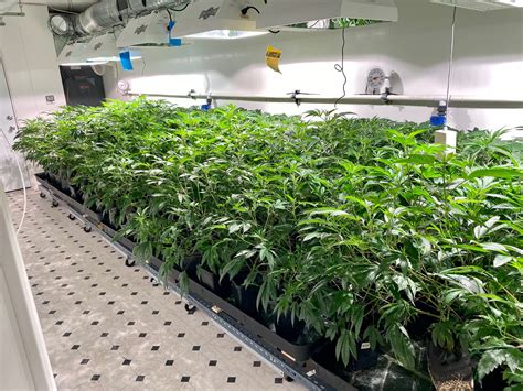 Buy Pvc Wall Panel For Cannabis Grow Room Walls