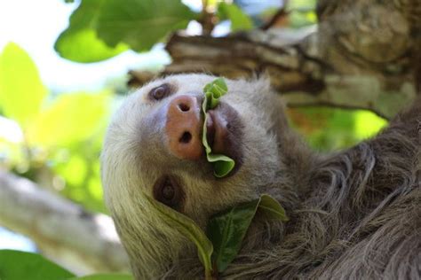 Why Do Sloths Move So Slow The Sloth Conservation Foundation Sloth