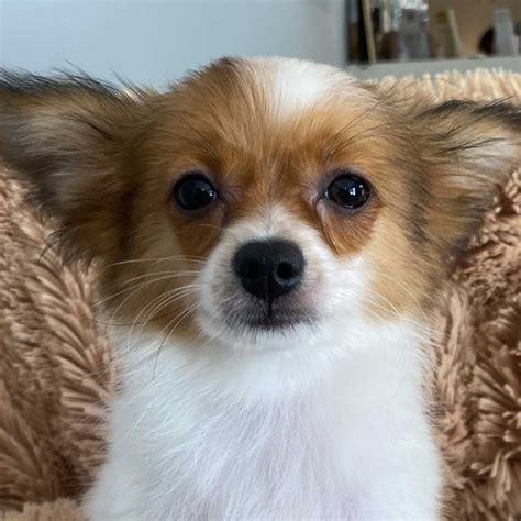 Papillon Puppy For Sale Heavenly Puppies