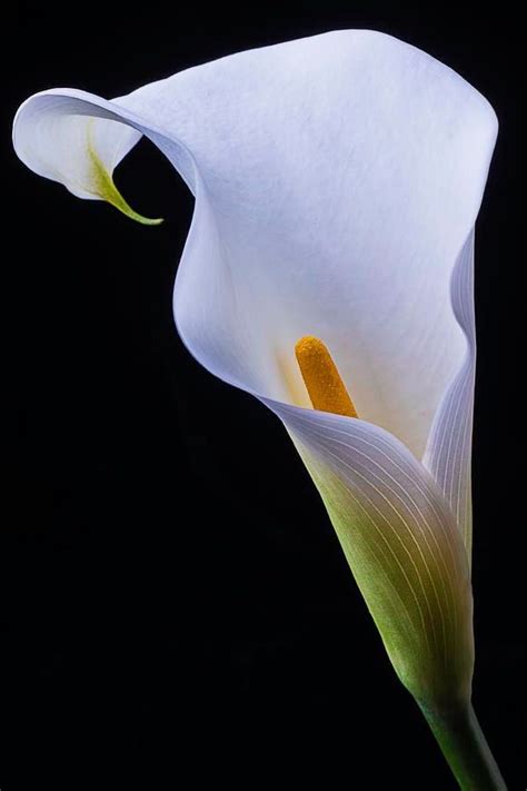 Interesting Legends Behind The Meaning Of The Calla Lily Artofit